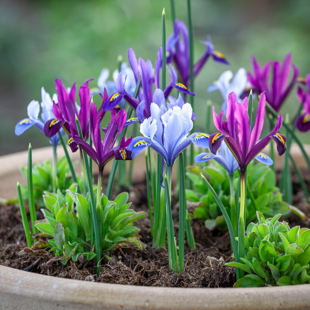 Sarah Raven Bulbs Iris Reticulata Blumenzwiebeln 75 Stück Mix