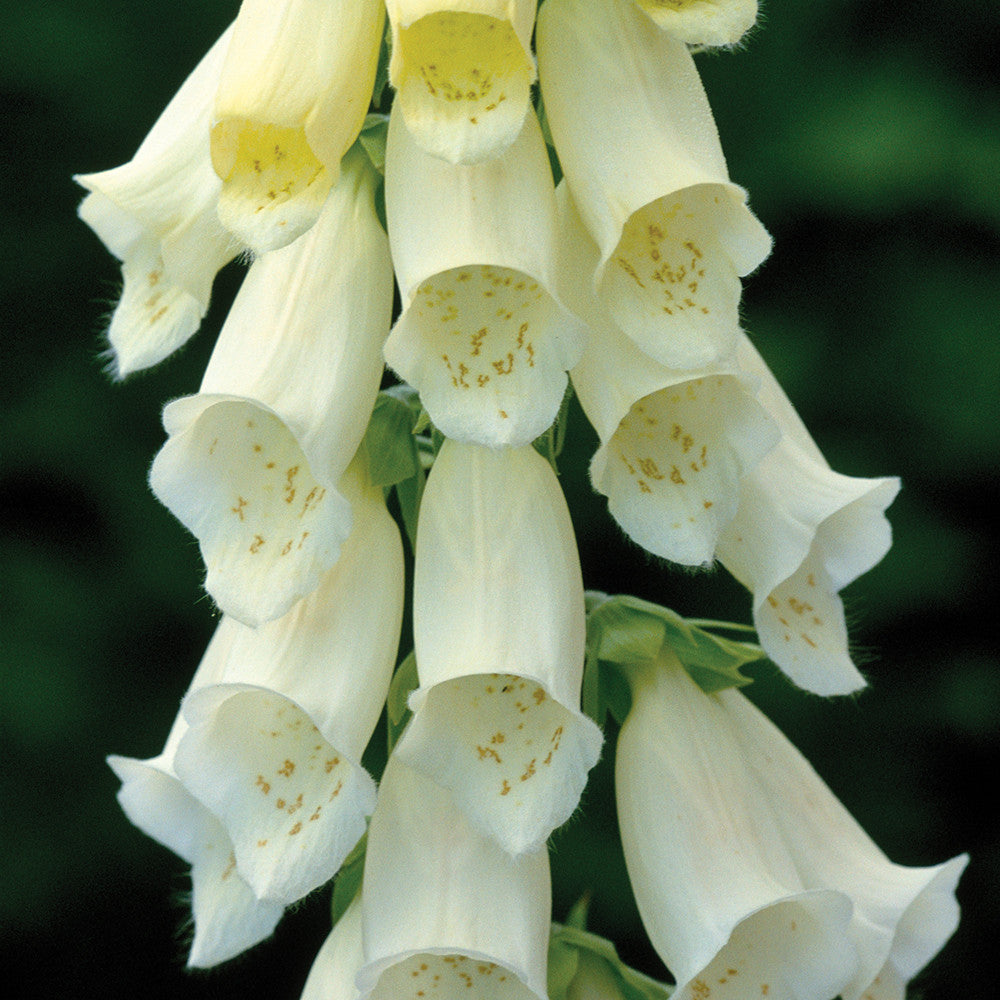 Sarah Raven Plants Digitalis Albiflora Fingerhut Samen 340 Stück creme