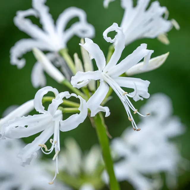 Sarah Raven Bulbs Nerine Like a Virgin Blumenzwiebeln 5 Stück weiß