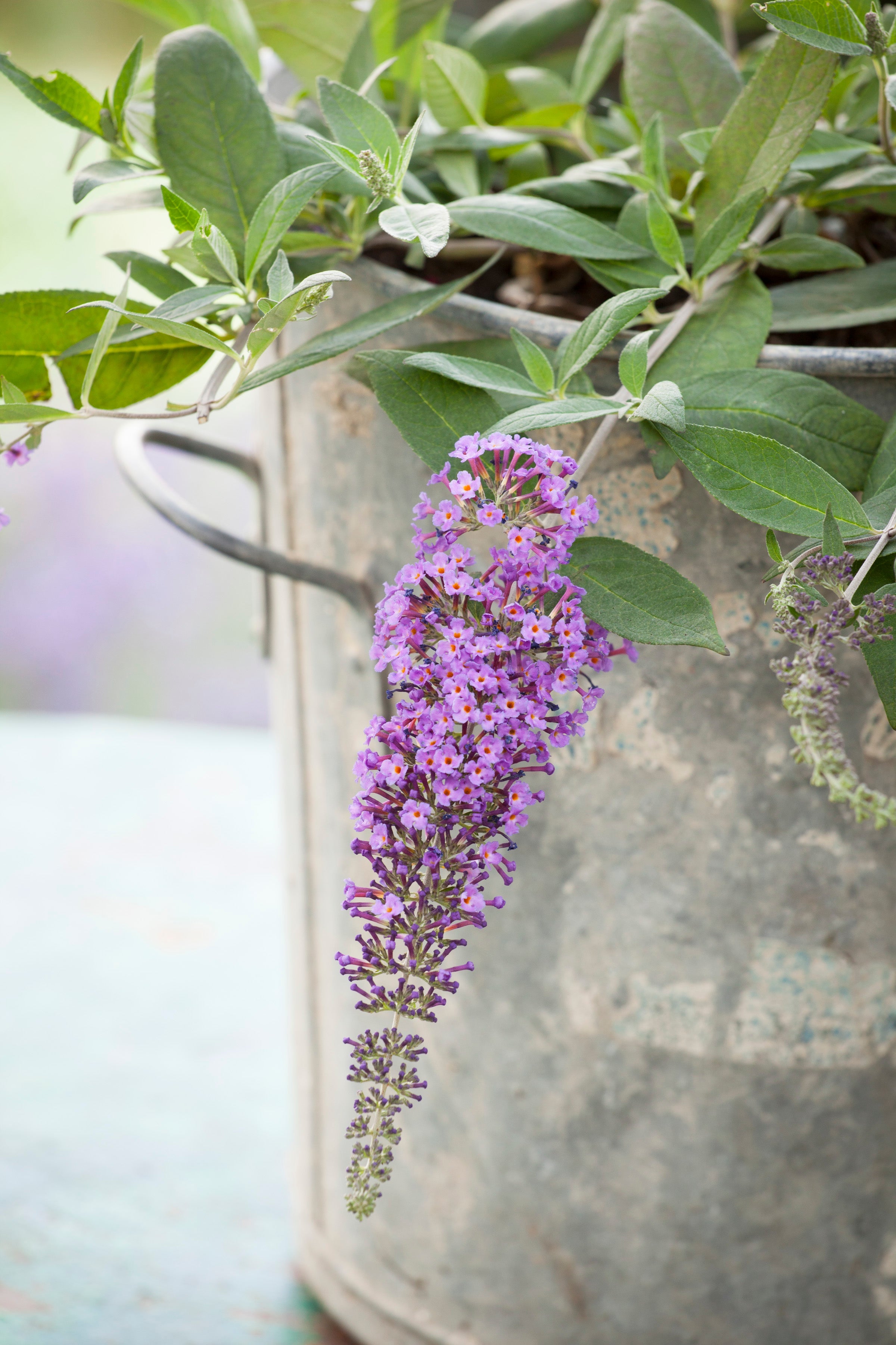 Sarah Raven Buddleia Dreaming Purple Strauch 2L lila