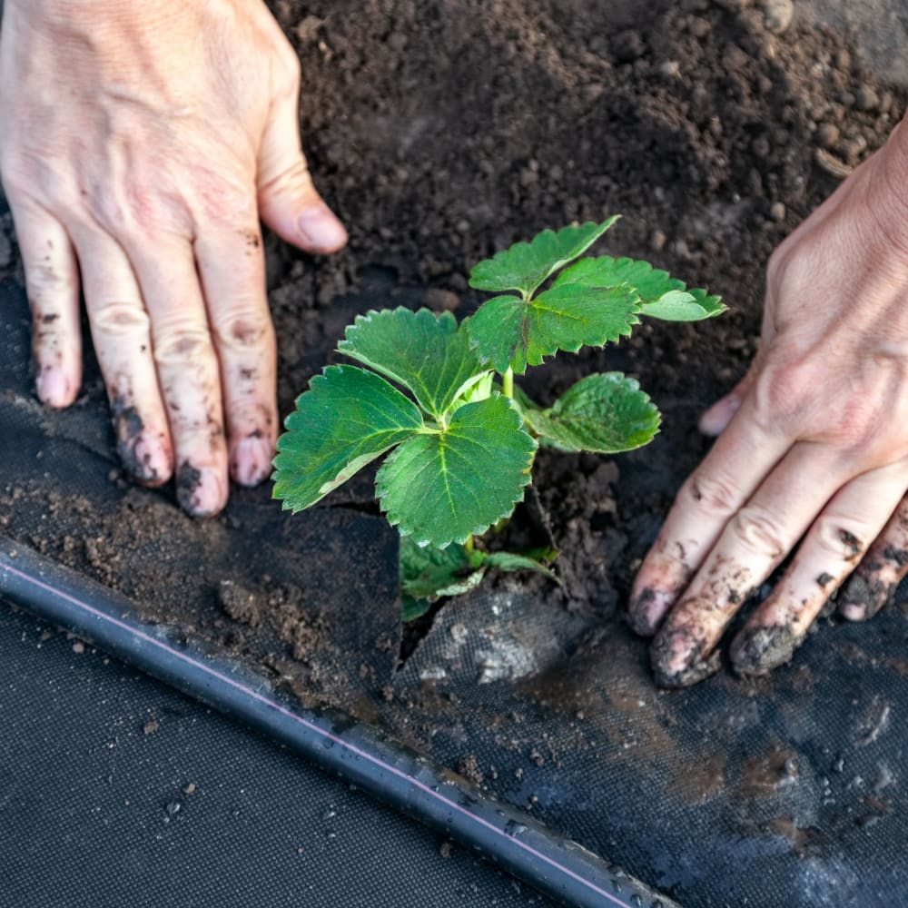 GardenMate Unkrautvlies 150gsm 1x25m 25m² Gartenvlies