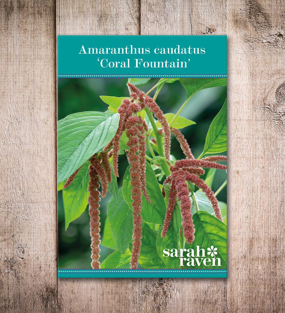 Sarah Raven Seeds Amaranthus Coral Fountain Samen 1000 Samen rosa
