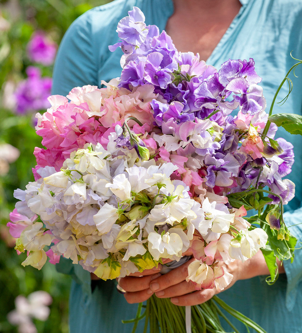 Sarah Raven Seeds Aegean Summer Sweet Pea Samen 20 duftend