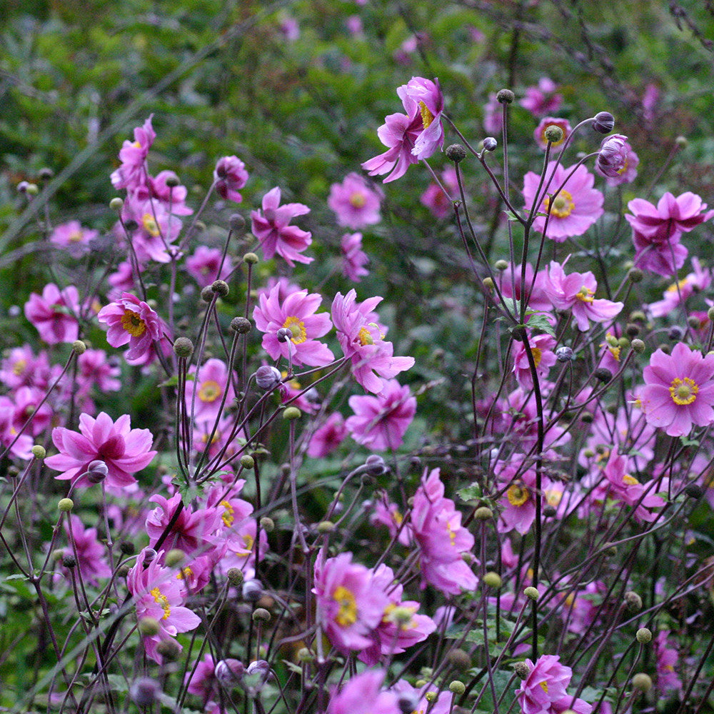 Sarah Raven Plants Anemone Königin Charlotte Pflanze 3x9cm rosa