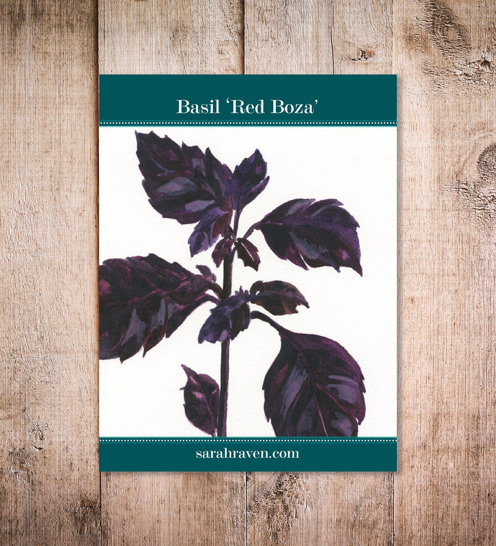 Sarah Raven Seeds Basil Red Boza Samen 300 Samen rot