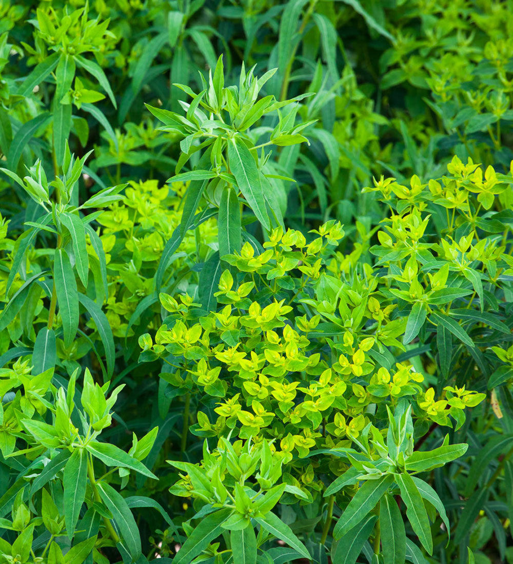 Sarah Raven Euphorbia ceratocarpa Gartenpflanzen 3 x 9 cm Töpfe