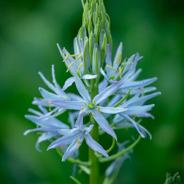Sarah Raven Bulbs Camassia Blue Melody Blumenzwiebeln hellblau