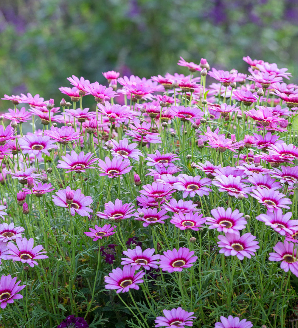 Sarah Raven Argyranthemum Grandaisy Pink Halo Pflanze 3x9cm