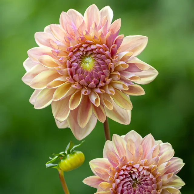 Sarah Raven Bulbs Dahlie Dusty Beauty 1 Knolle mauve