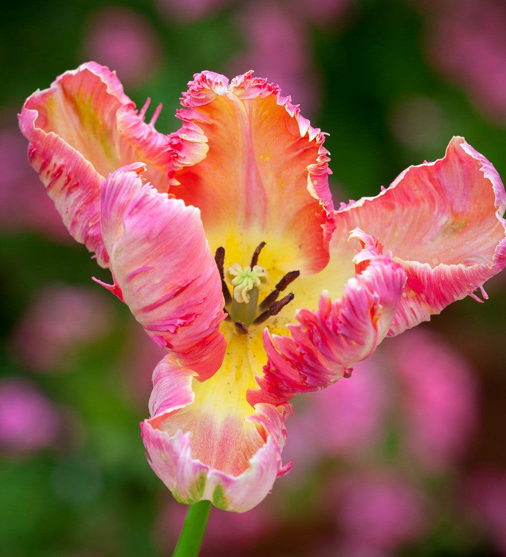 Sarah Raven Bulbs Renoir Tulip Collection Blumenzwiebeln 20 Stück