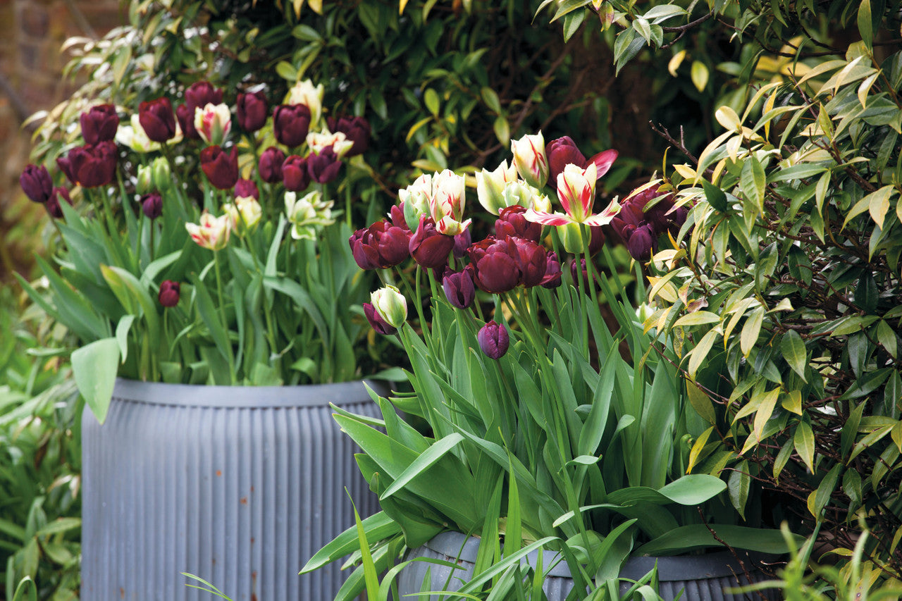 Sarah Raven Perfect for Pots Tulip Collection Tulpenzwiebeln 15 Stück Topf