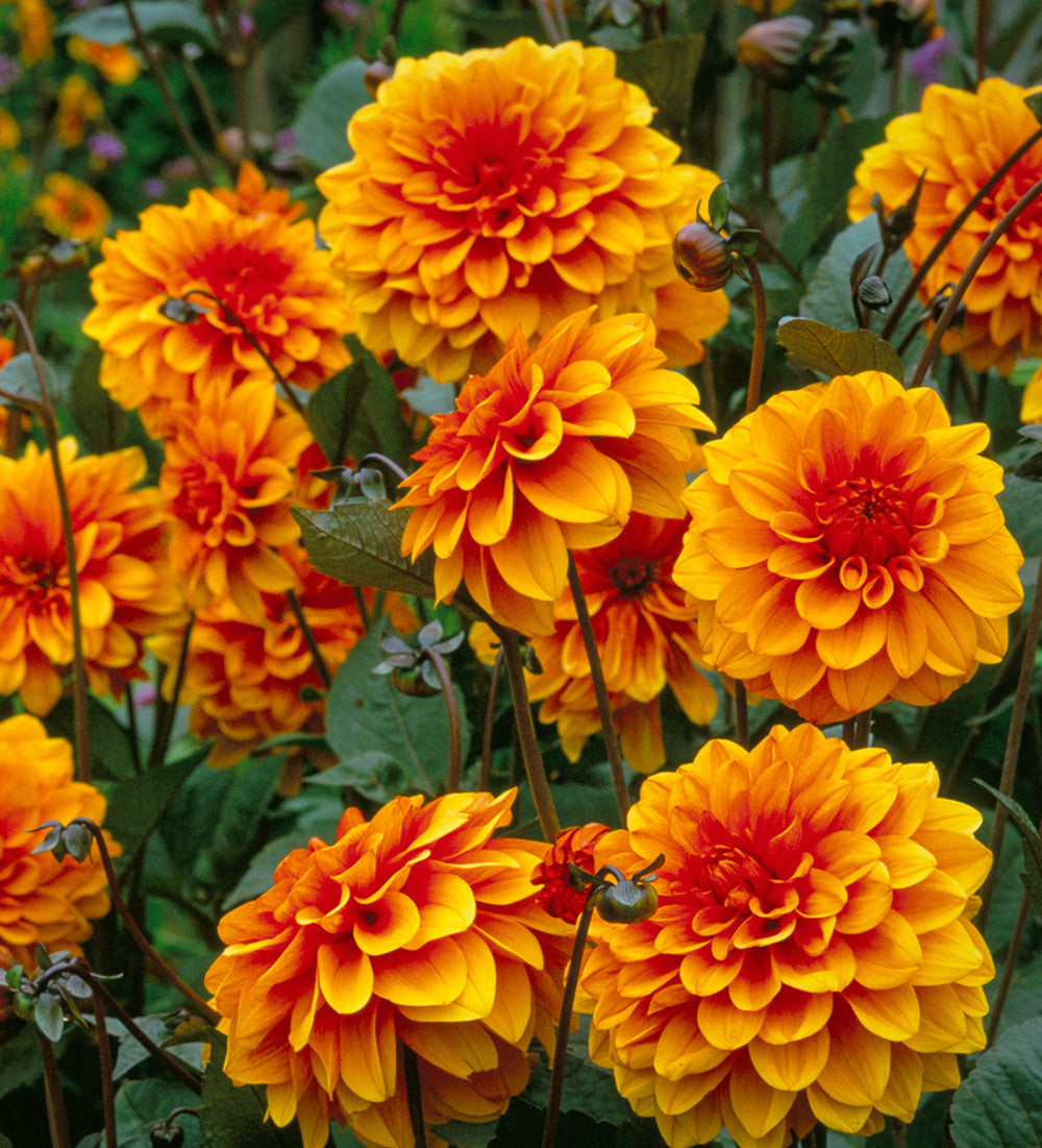 Sarah Raven Bulbs Dahlia David Howard Dahlienknolle 1 Knolle Orange