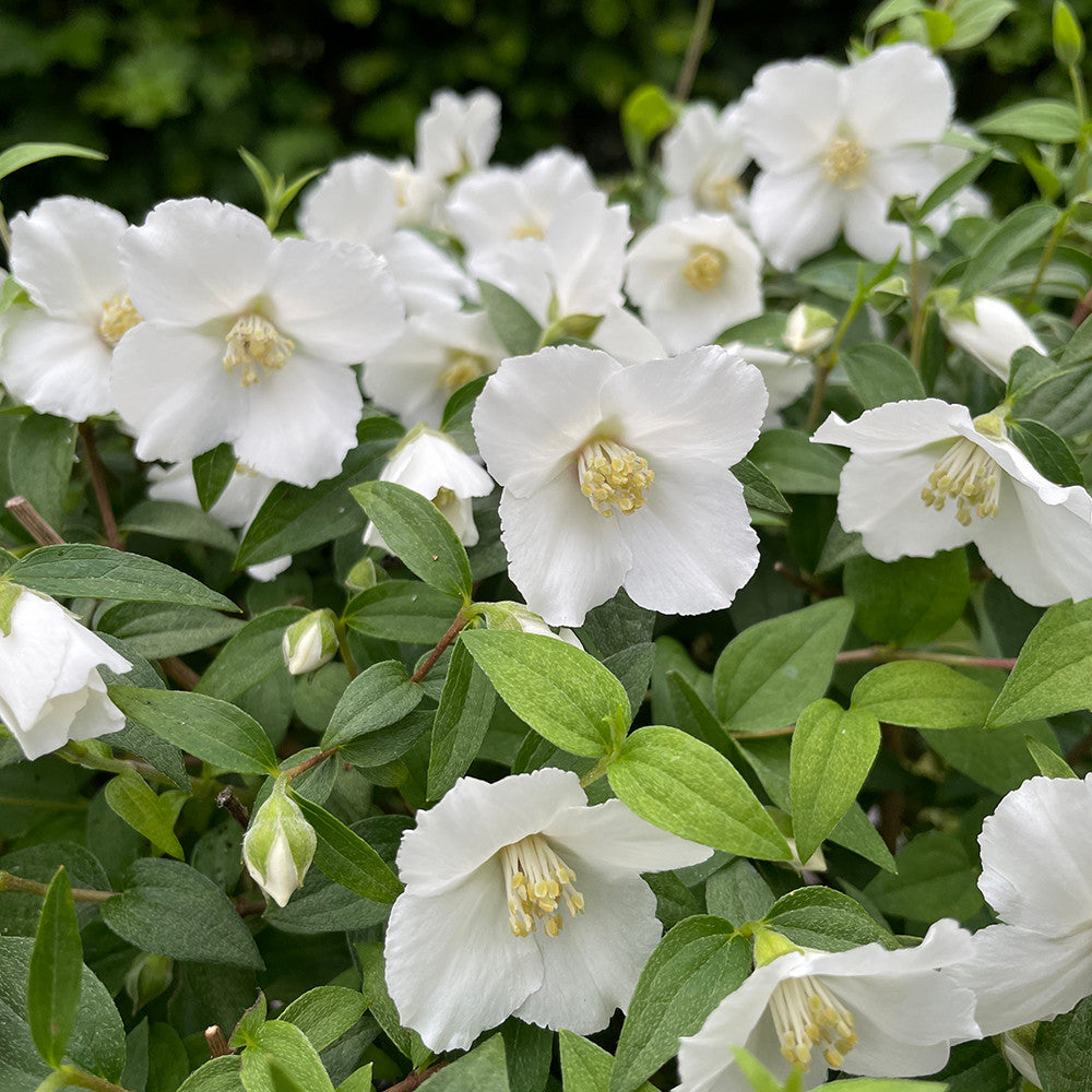Sarah Raven Philadelphus Petite Perfume White 2 Liter weiß