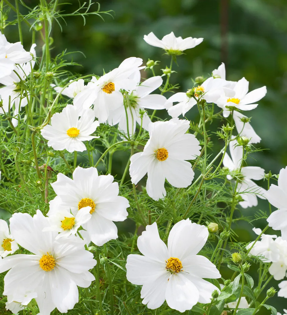 Sarah Raven Cosmos Dwarf Sensation White Samen 100 Samen