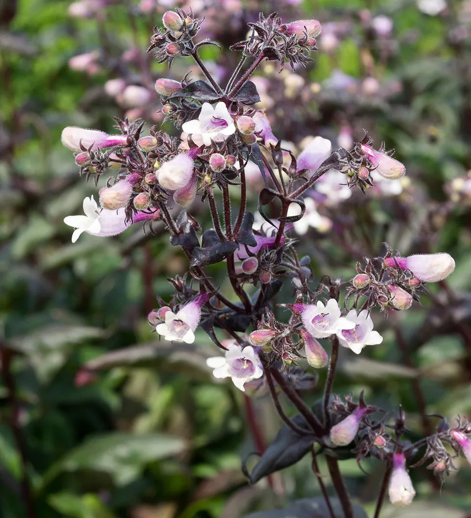 Sarah Raven Plants Penstemon digitalis Dark Towers 3x9cm Laub