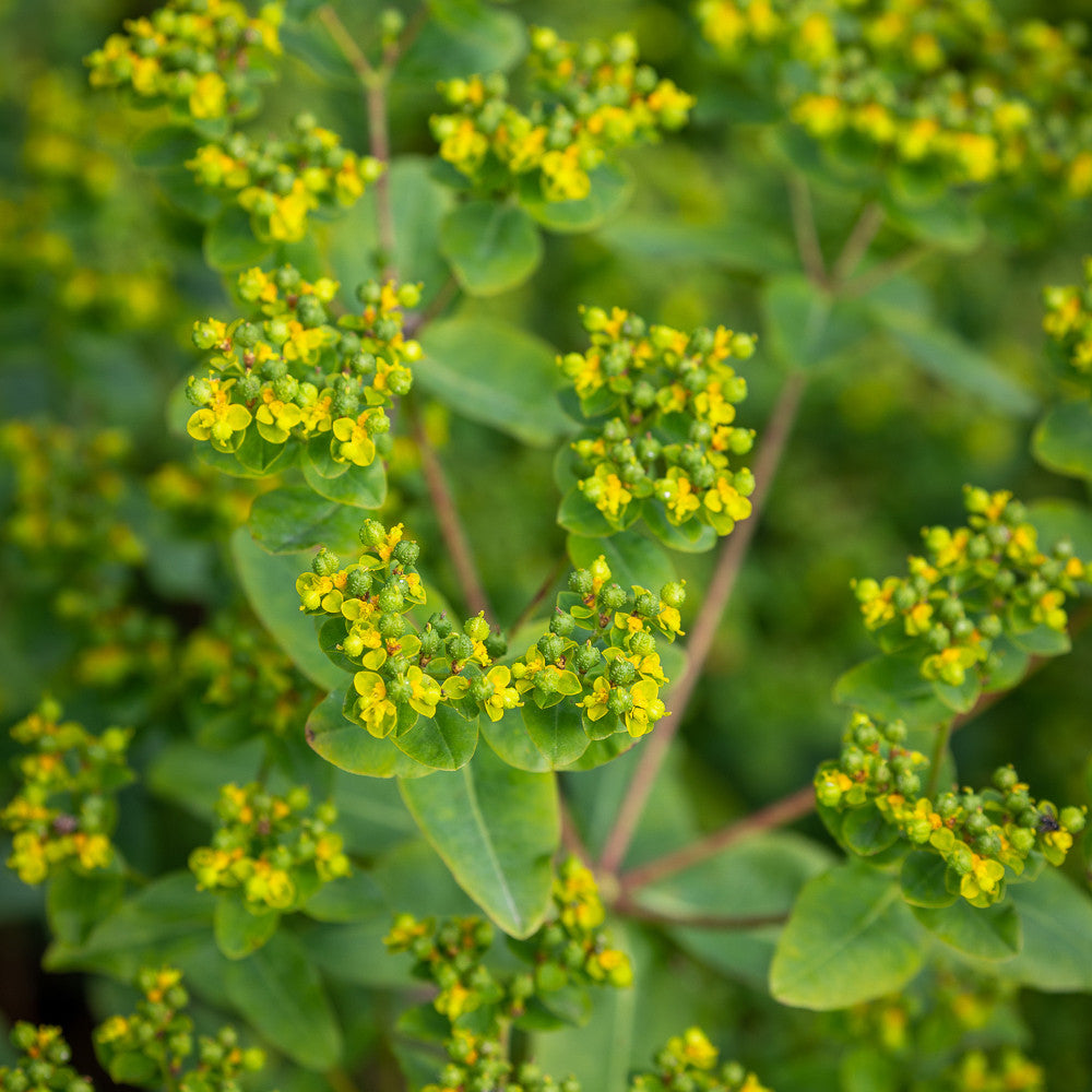 Sarah Raven Plants Euphorbia oblongata 45 Samen Grün