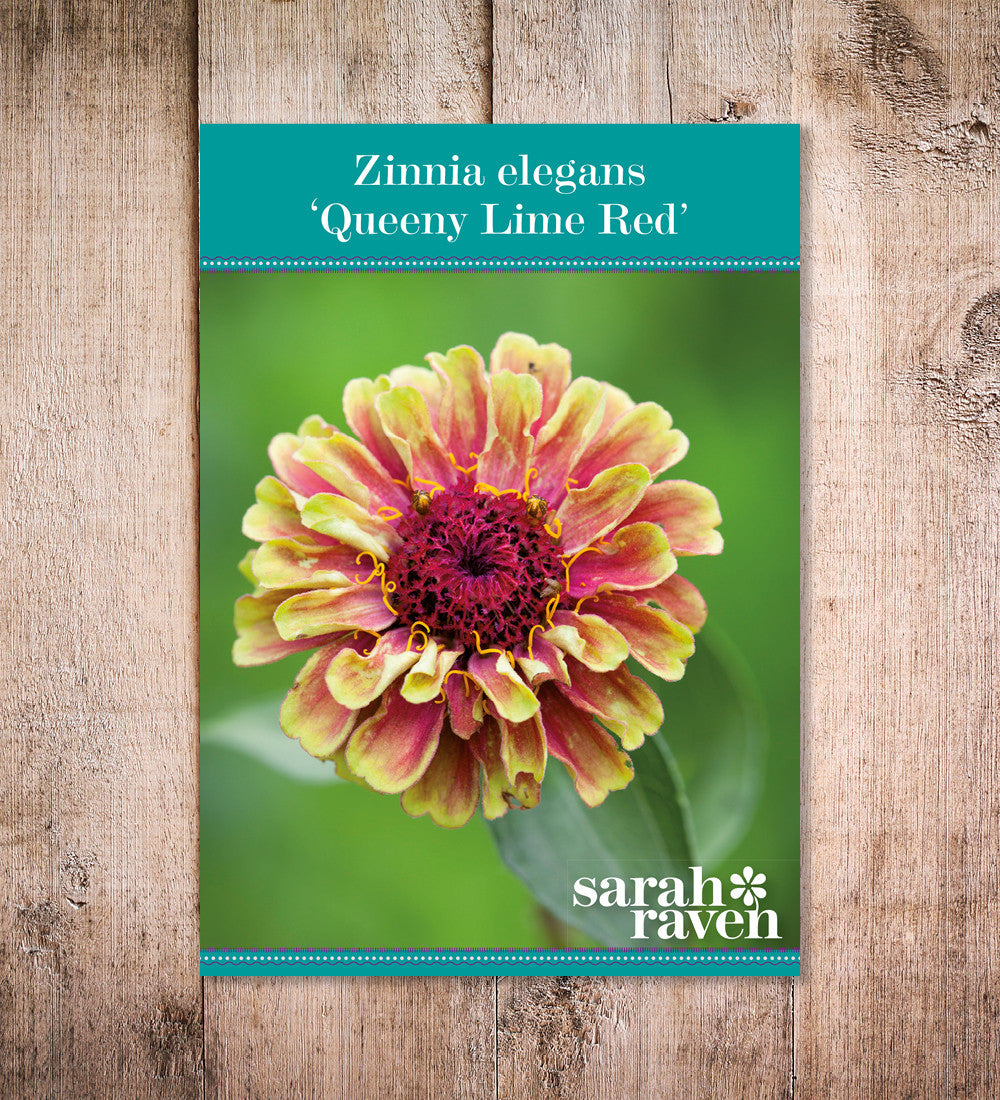 Sarah Raven Plants Zinnie Queeny Lime Red Blumensamen 20 Samen