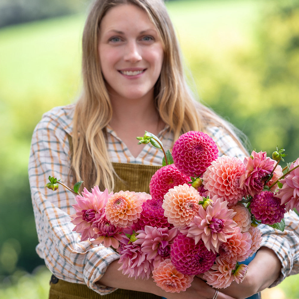 Sarah Raven Bulbs Millis Dahlia Dahlienknollen 3 Knollen mix