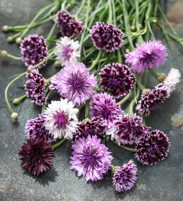 Sarah Raven Seeds Centaurea Classic Magic Kornblume 200 Samen