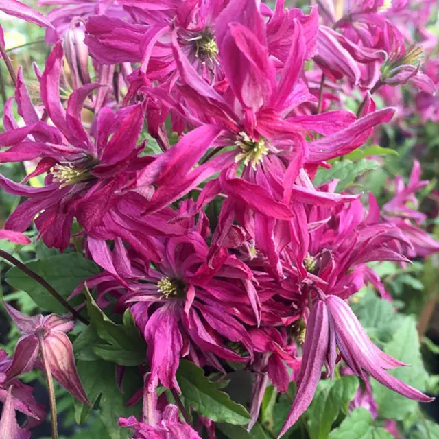 Sarah Raven Clematis viticella Rosalyn Pflanze 2 Liter rosa