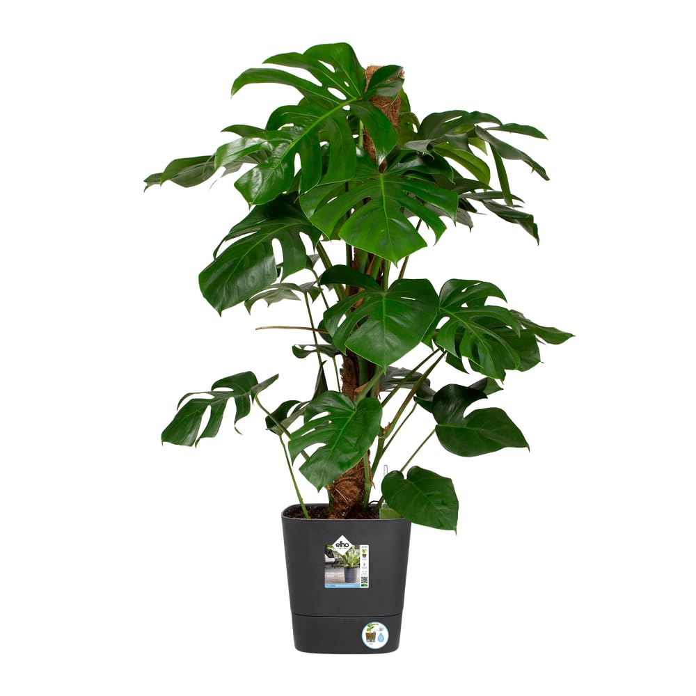 elho Aqua Care Quadrat 30 Blumentopf Holzkohlengrau Bewässerung