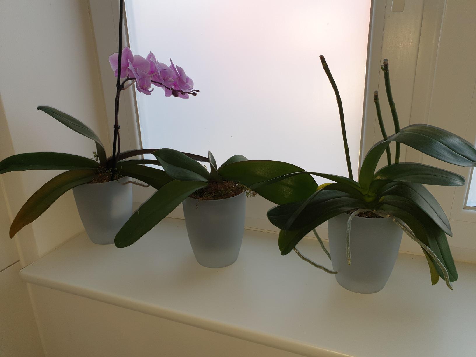 elho Brussels Orchidee Duo Blumentopf 25 cm transparent Doppel