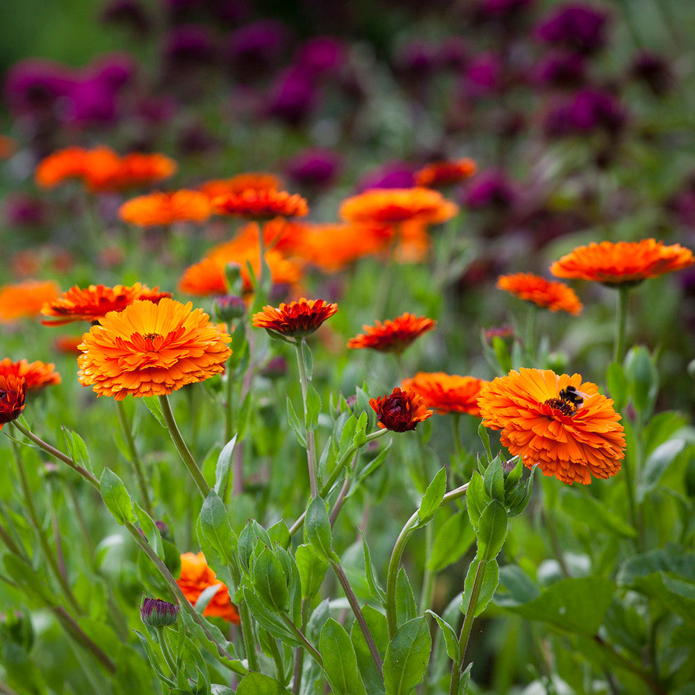 Sarah Raven Plants Calendula Indian Prince Samen 125 Samen