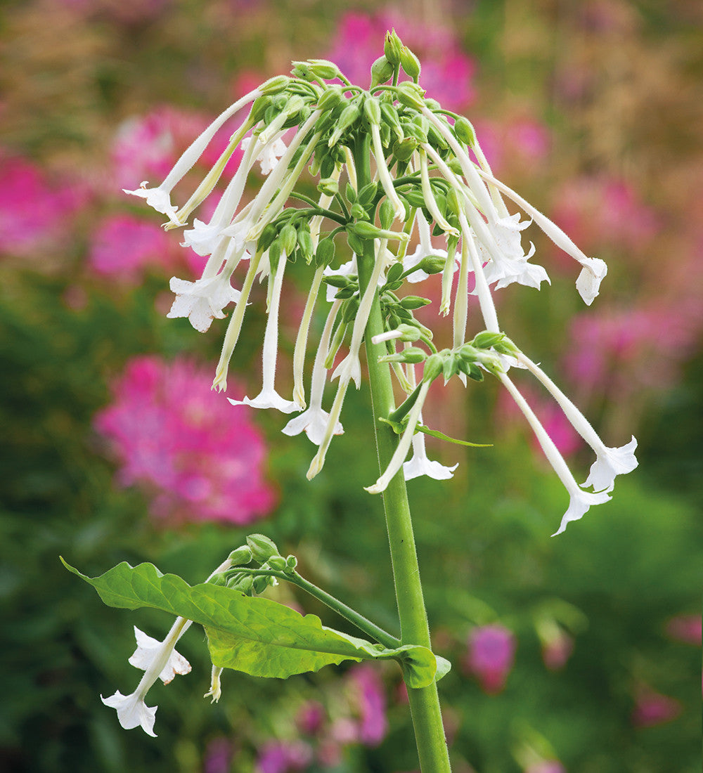 Sarah Raven Seeds Nicotiana Only the Lonely Samen 200 Korn Nachduft