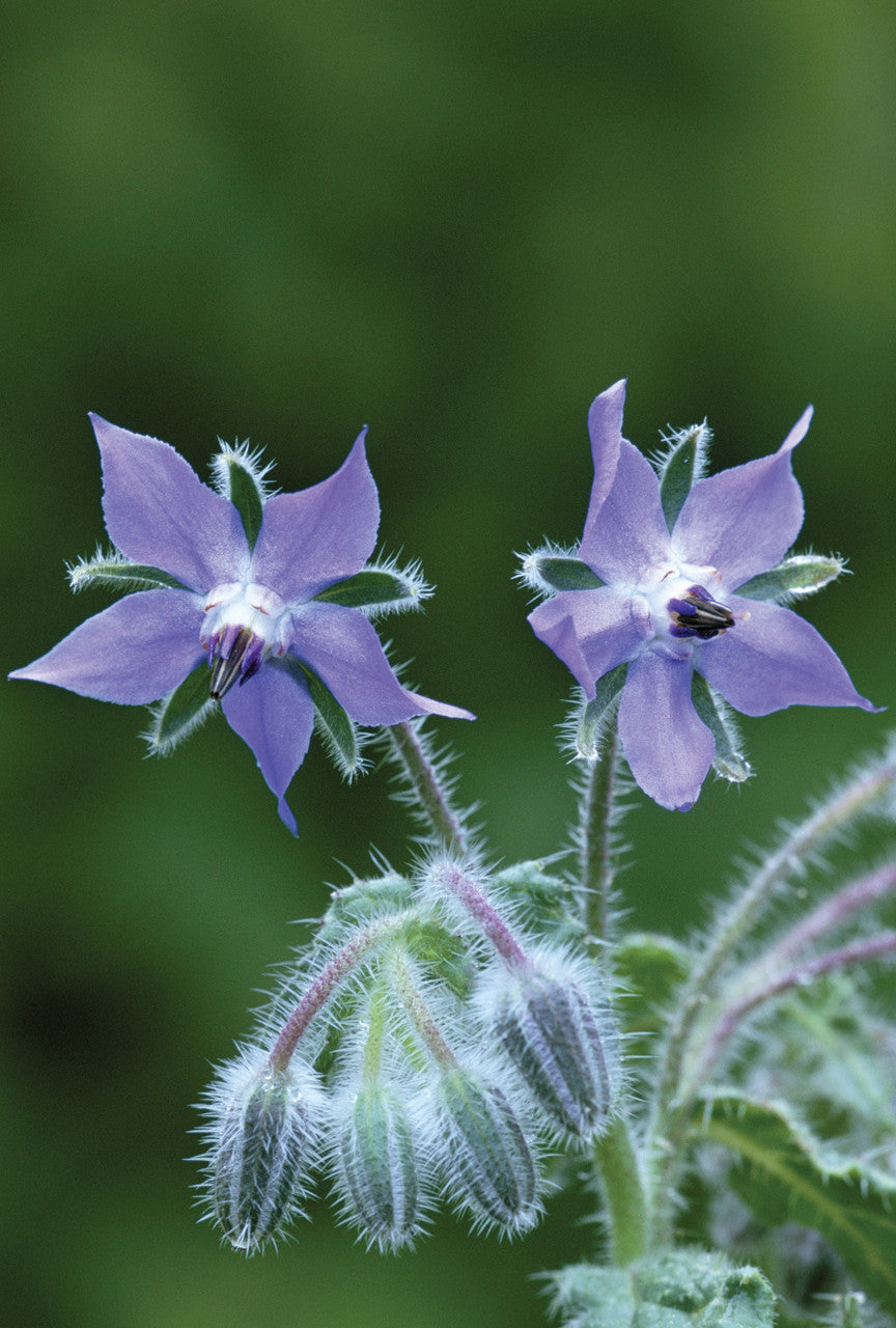 Sarah Raven Seeds Borago officinalis Samen 60 Samen essbar