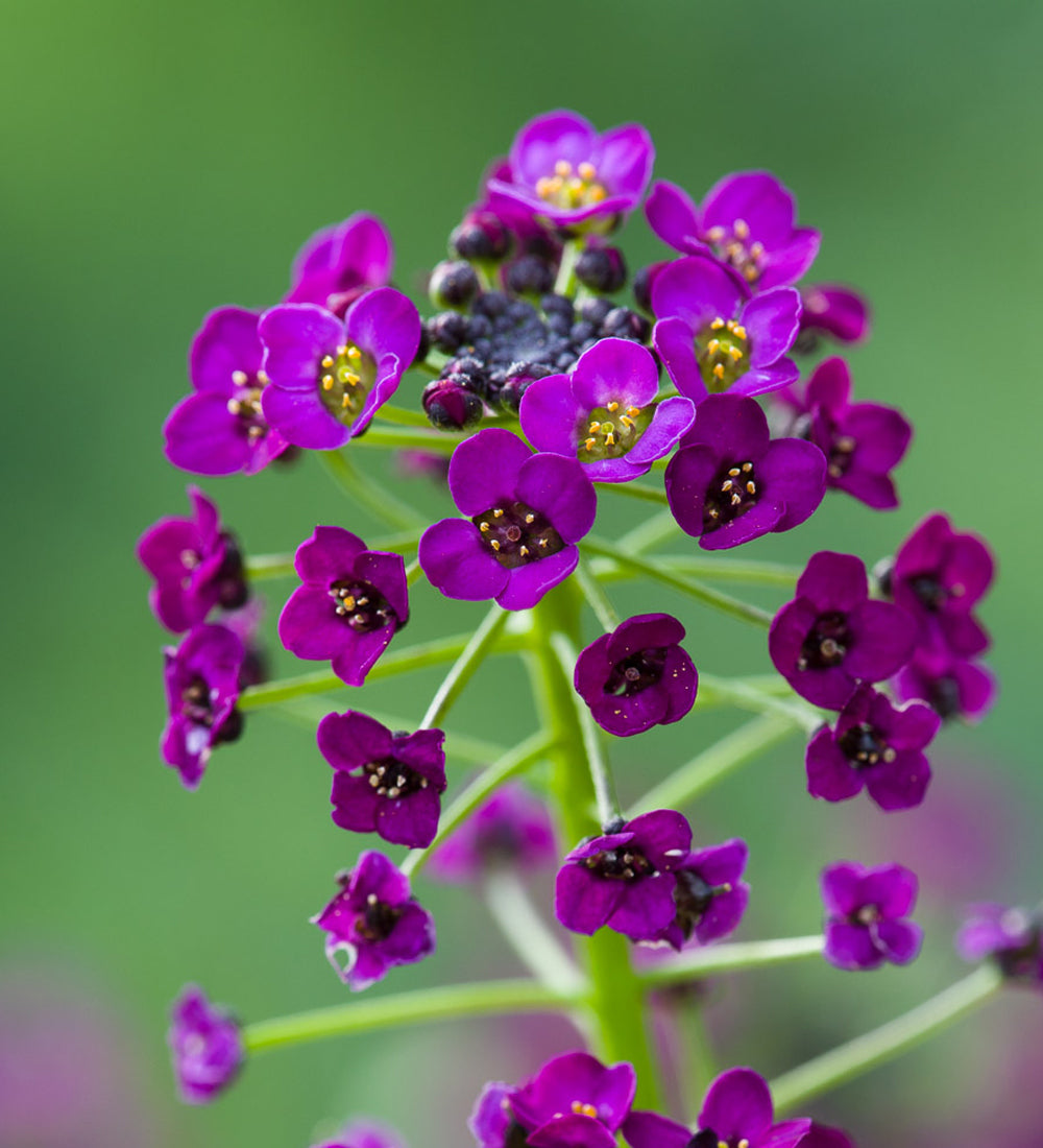 Sarah Raven Seeds Alyssum Oriental Nights Samen 500 Stück Honigduft