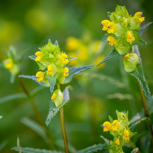 Sarah Raven Seeds Klappertopf Rhinanthus minor Samen 400 Samen