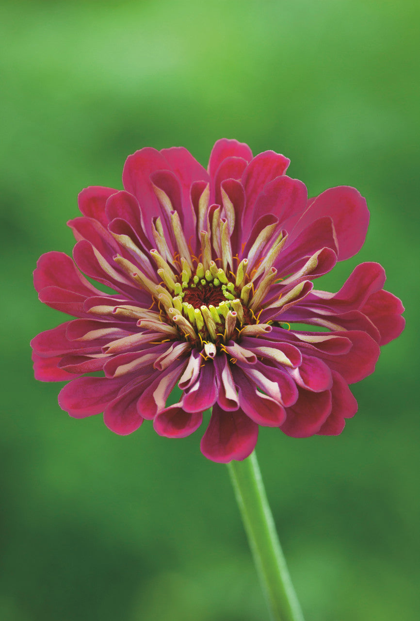 Sarah Raven Genoa Zinnia Mix Samen 30 Samen bunt