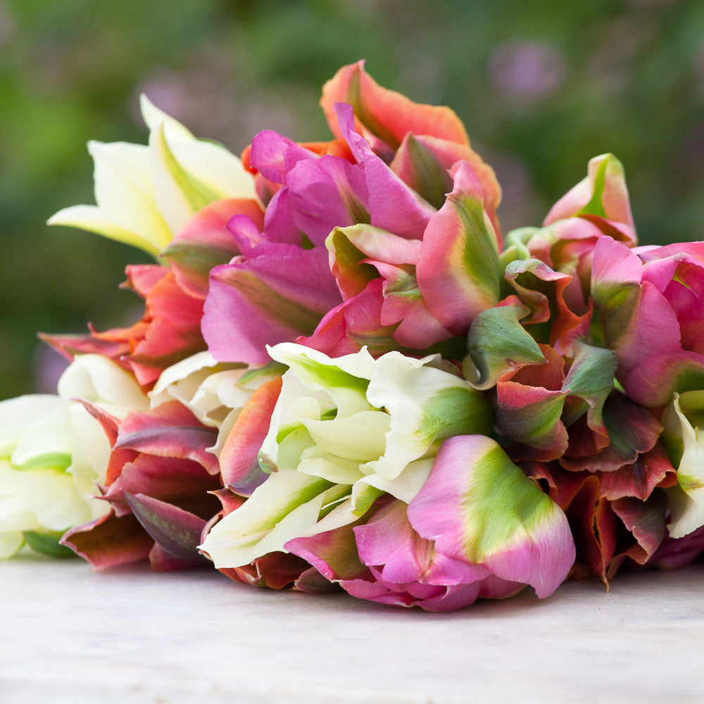 Sarah Raven Bulbs Super Perennial Tulpenmischung 30 Blumenzwiebeln