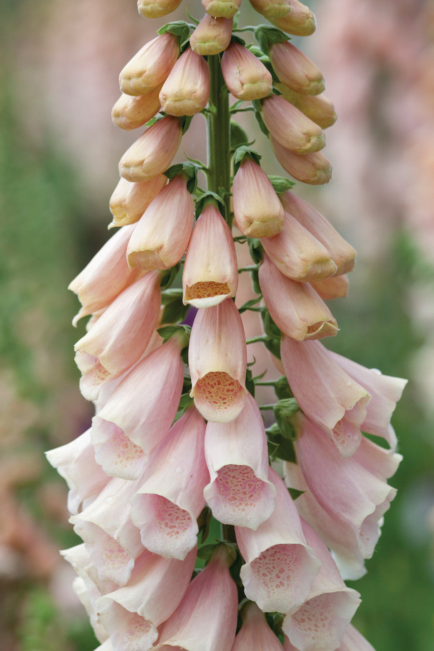 Sarah Raven Plants Digitalis purpurea Suttons Apricot Fingerhut 150 Samen rosa