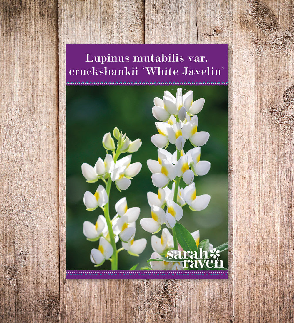 Sarah Raven Seeds Lupinus White Javelin Samen 30 Stück Duft