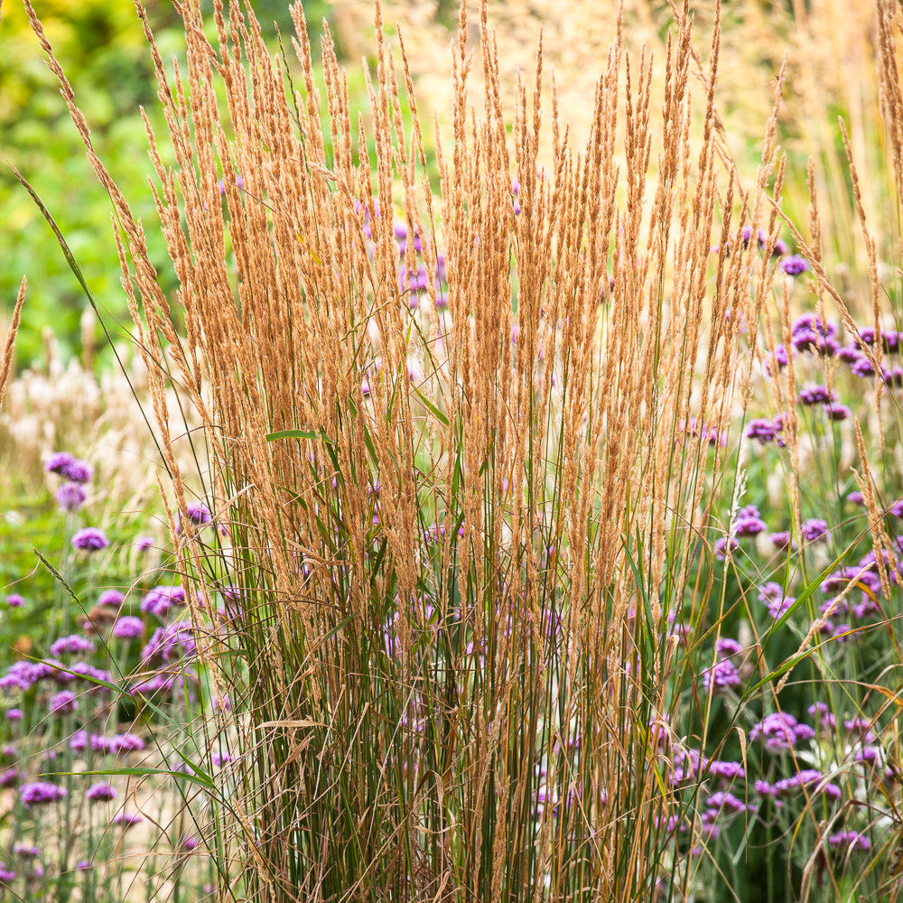 Sarah Raven Plants Calamagrostis Karl Foerster Ziergras 9cm
