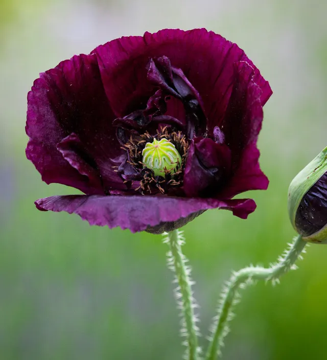 Sarah Raven Seeds Papaver Black Single Mohnsamen 500 Samen