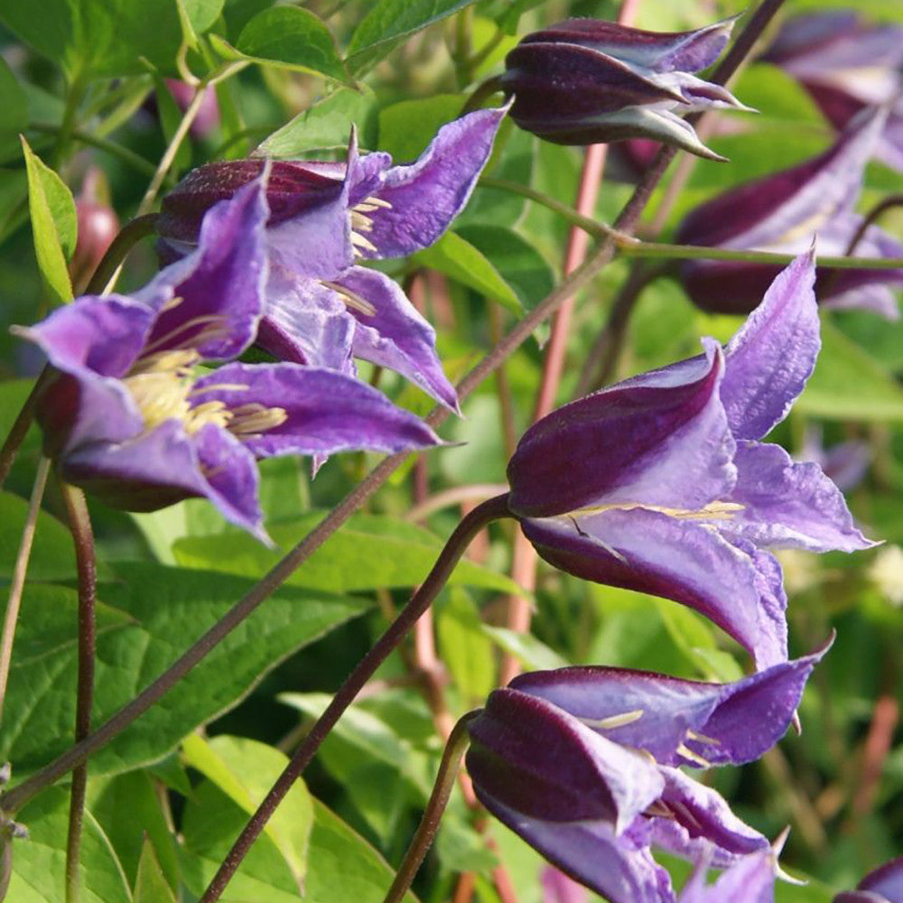 Sarah Raven Plants Clematis Prince William Pflanze 2-Liter-Topf rot