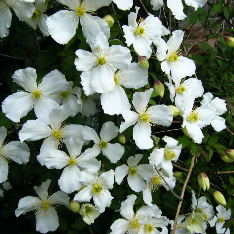Sarah Raven Plants Clematis montana grandiflora Pflanze 2-Liter weiß