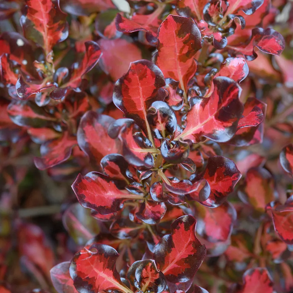 Sarah Raven Plants Coprosma Scarlet O'Hara Strauch 2L