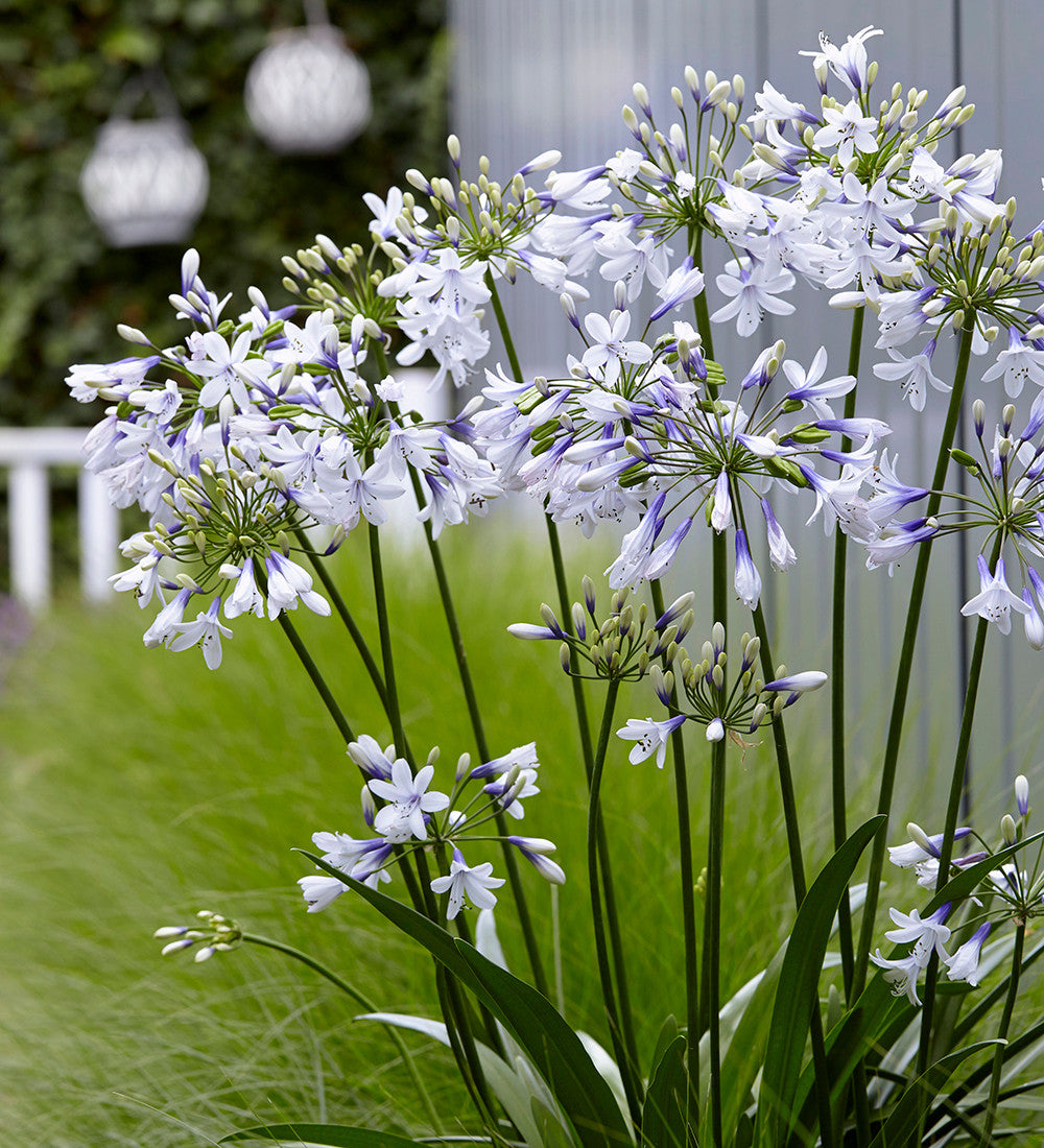 Sarah Raven Agapanthus Twister Pflanze 3 Liter Topf