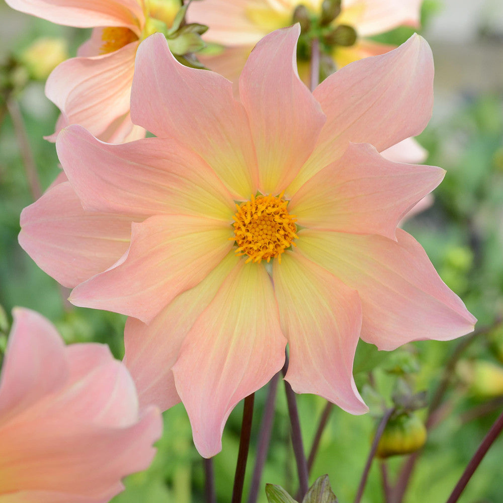 Sarah Raven Bulbs Dahlia Kilo Dahlienknolle 3 Knollen pfirsich