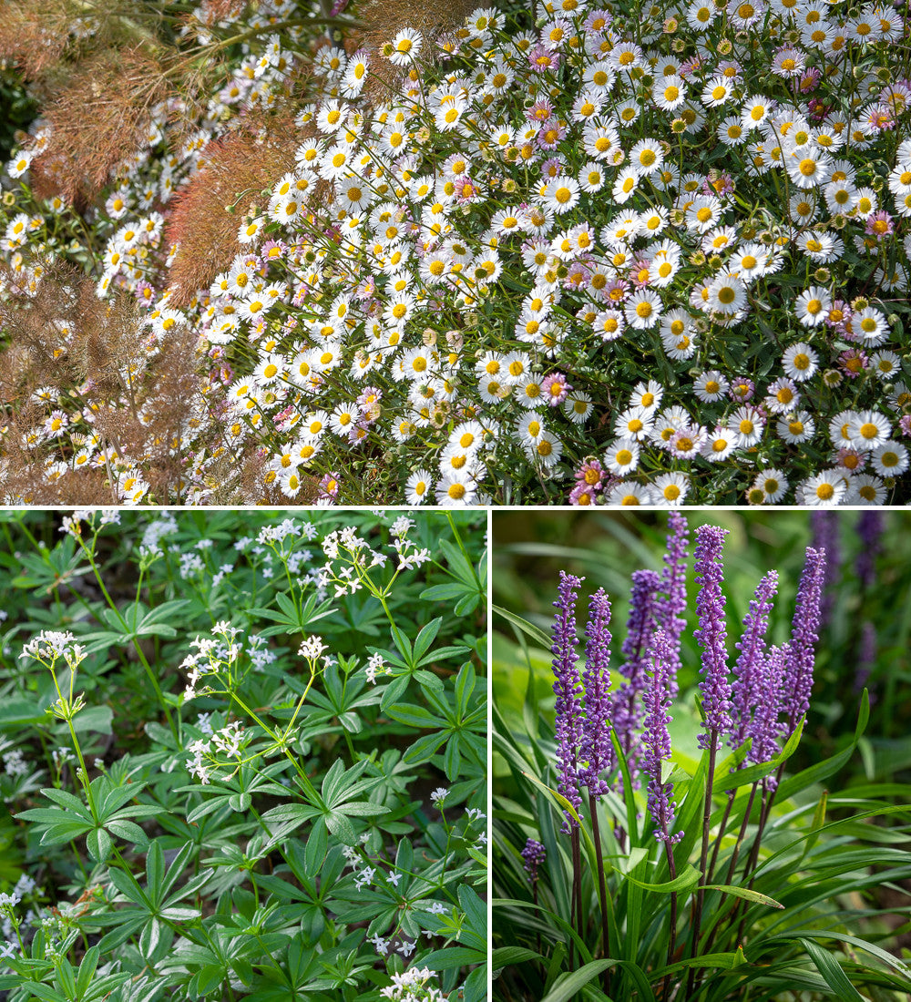 Sarah Raven Plants Bodendecker Border Collection 18x 9cm Topf