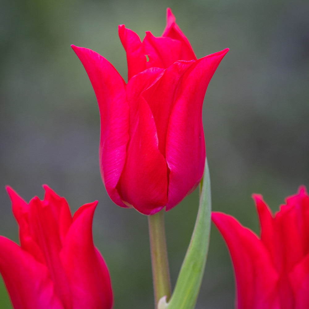 Sarah Raven Bulbs Tulip Pretty Woman Tulpenzwiebeln 10 Rot Topf