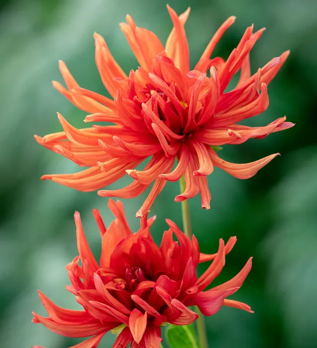 Sarah Raven Dahlie Autumn Orange Knolle 1 Knolle koralle