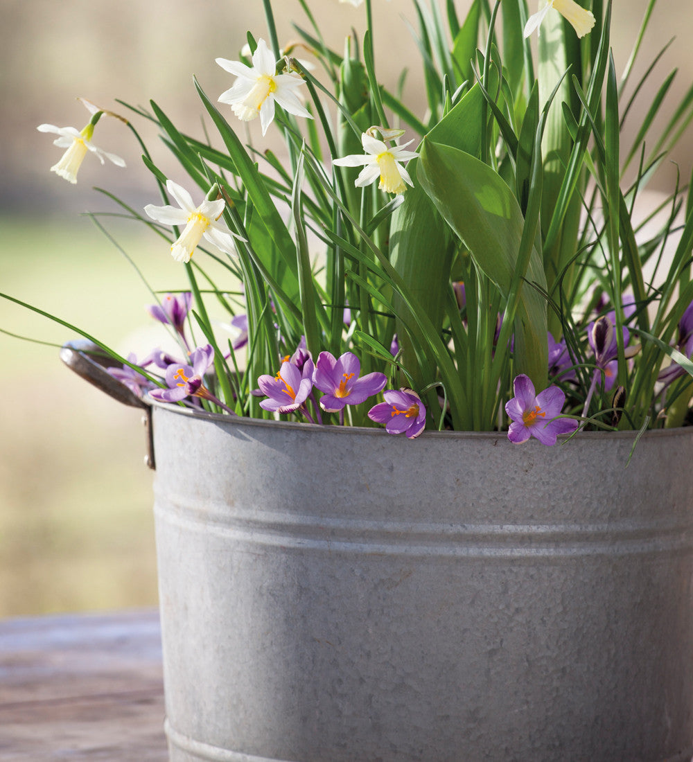 Sarah Raven Gardening Zink Pflanztopf groß 39cm für Balkon
