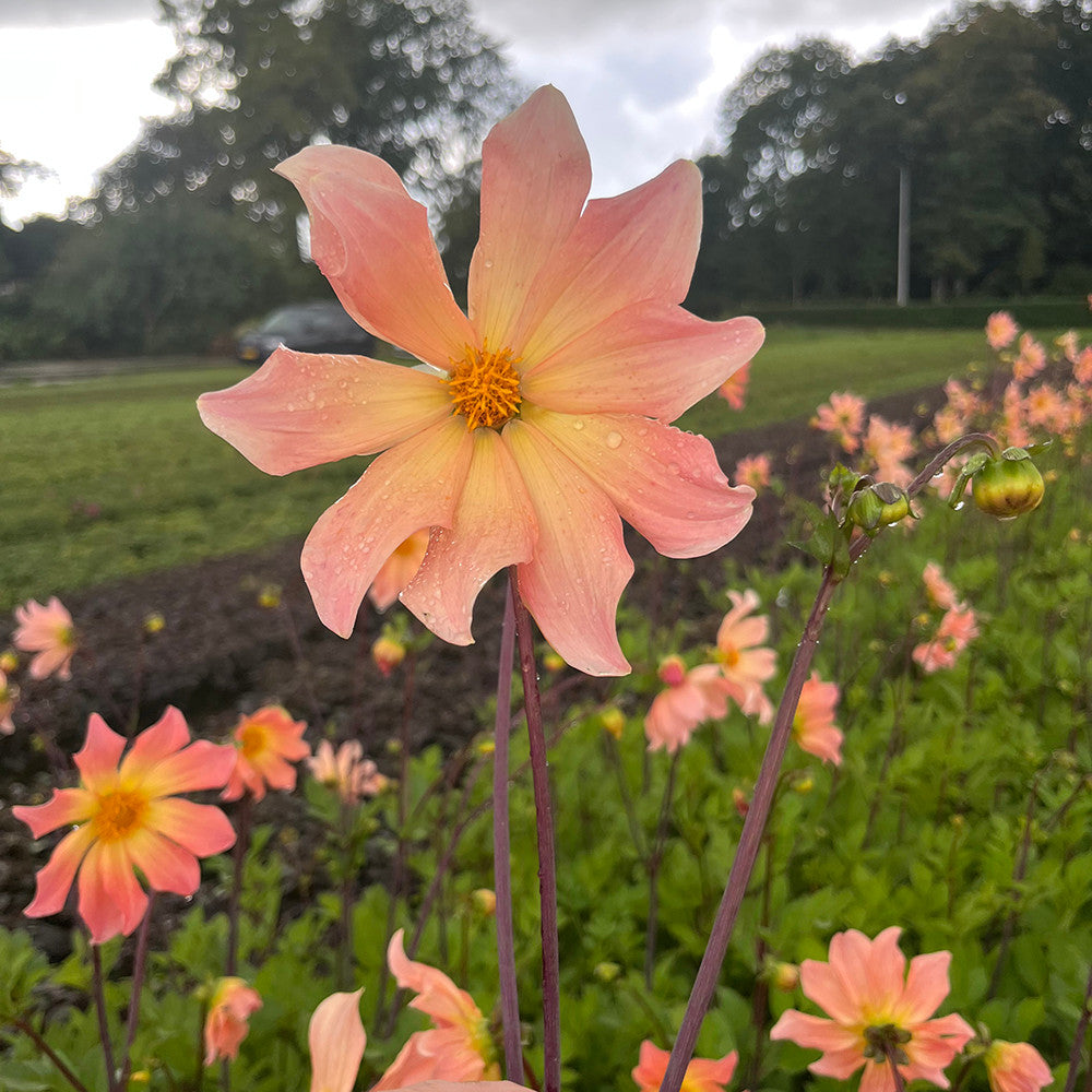 Sarah Raven Bulbs Dahlia Kilo Dahlienknolle 3 Knollen pfirsich