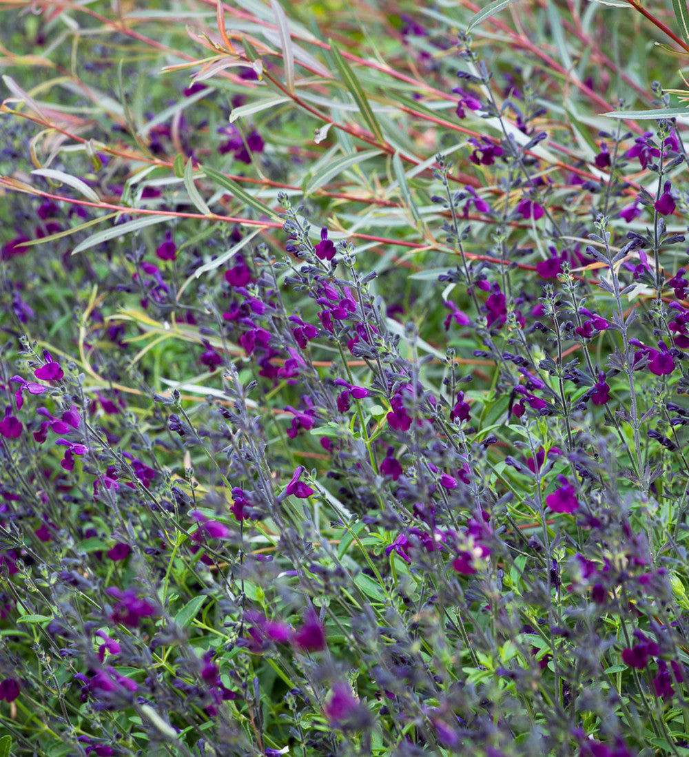 Sarah Raven Plants Salvia Nachtvlinder Pflanze 2 Liter rosa