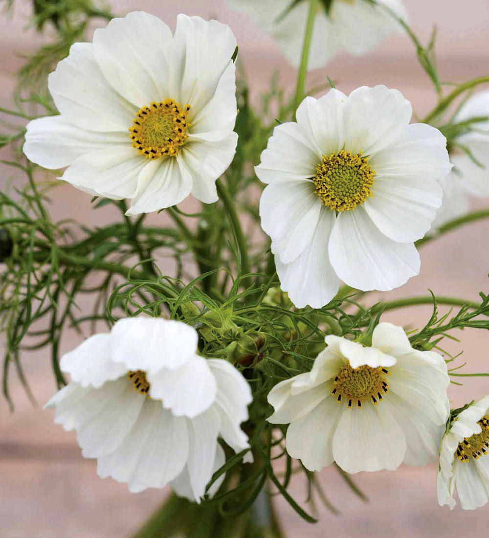 Sarah Raven Plants Cosmos Sonata White Schmuckkörbchen 3x 9cm weiß