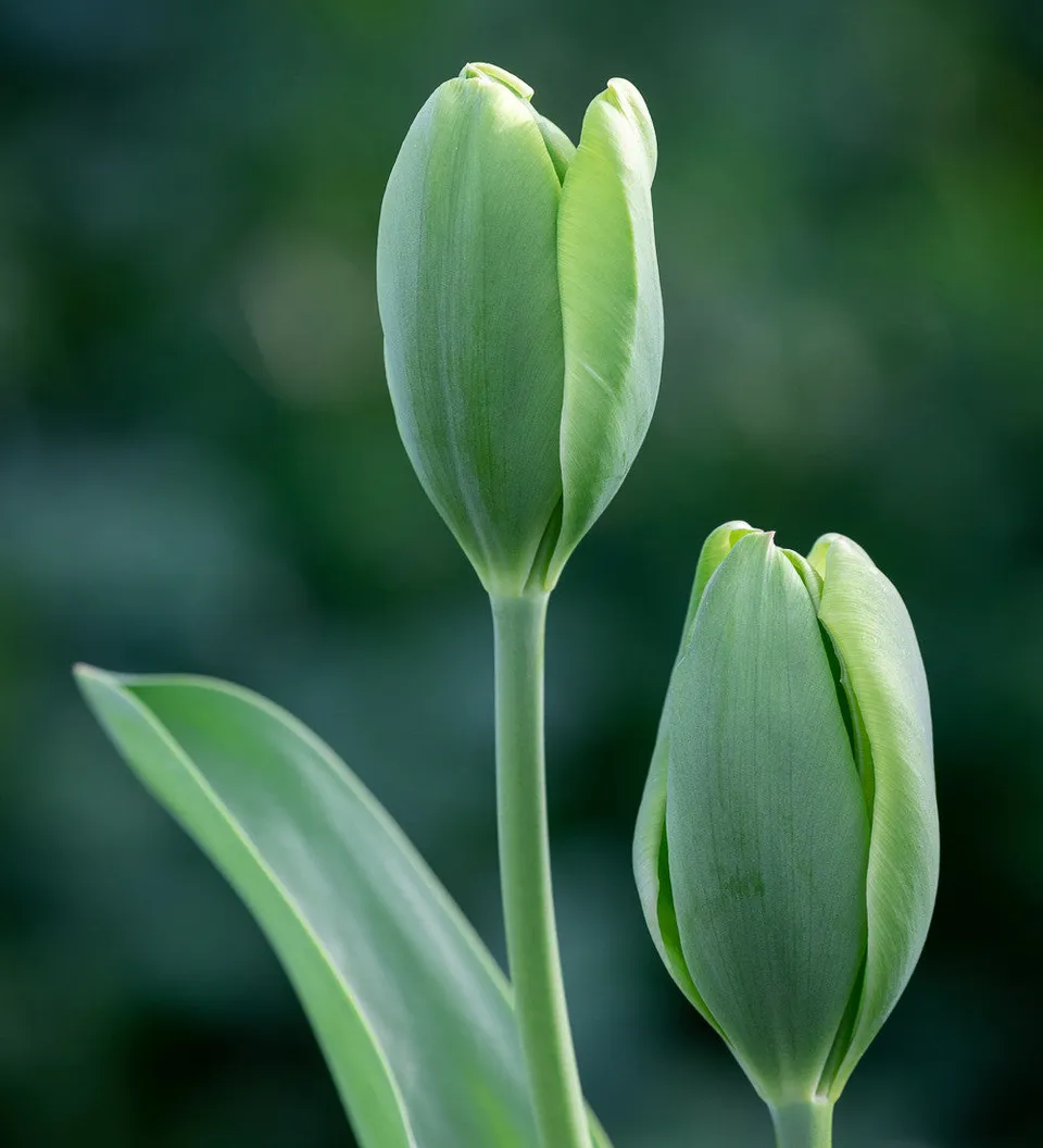 Sarah Raven Bulbs Tulip Green Power Blumenzwiebeln 15 Stück grün